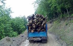 پنج تن چوب قاچاق در شهرستان باشت کشف و ضبط شد