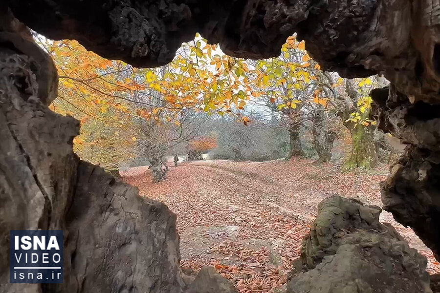 ویدیو/ تماشای پاییز هزار رنگ در جایی بالاتر از ابرها