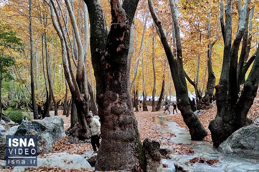ویدیو/ پاییز هزار رنگ در «تنگ گنجه‌ای»