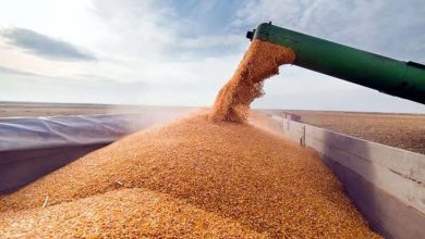 وزارت جهاد کشاورزی: امسال گندم وارد نخواهد شد