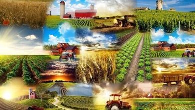 دانش‌بنیان شدن کشاورزی در گرو باور به نقش محوری روستاها در استقبال و توسعه کشور