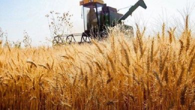 پیش بینی تولید ۱۳.۵ میلیون تن گندم در سال زراعی جاری