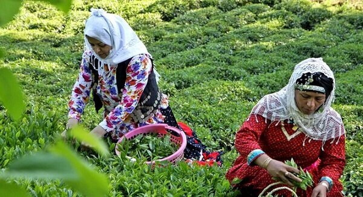 بفرمایید؛ چای با طعم نفت!