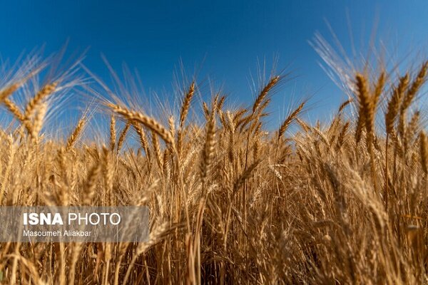 پرداخت بیش از ۲۴۰۰ میلیارد تومان از مطالبات گندمکاران لرستانی