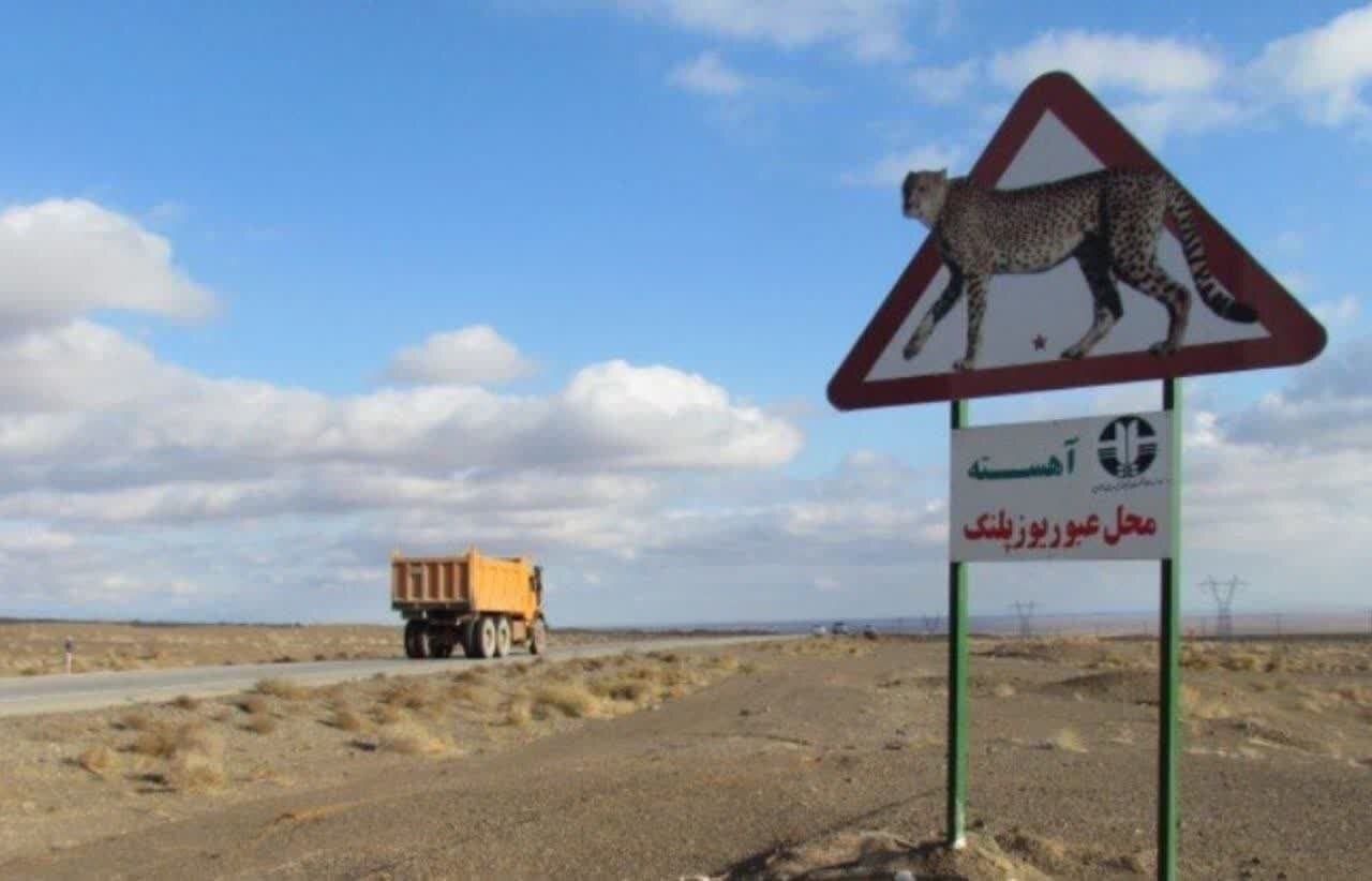 روزِ در خطرترین گربه‌سان دنیا/ جاده و سگ؛ دو دشمن یوز ایرانی