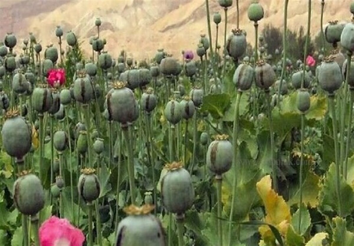 کشت مخدر داخل کشور؛ مسئولان درگیر بررسی، سودجویان مشغول برداشت!