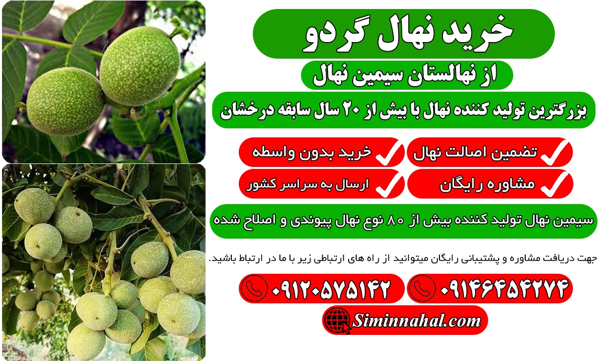 خرید نهال گردو
