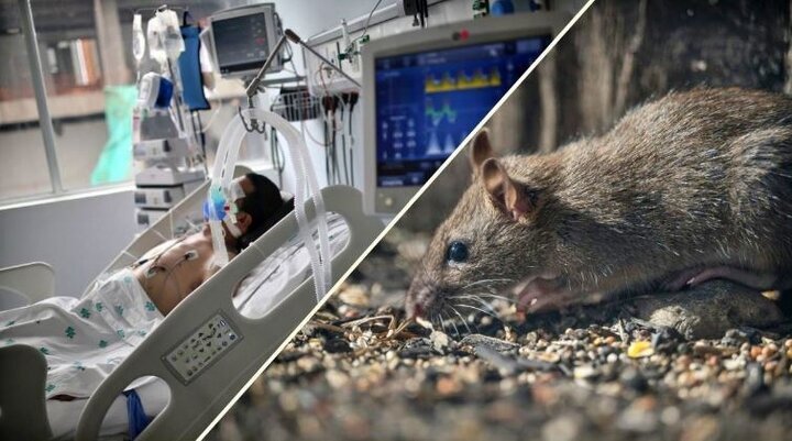 دبیرکل سازمان جهانی بهداشت: کشورها برای موارد بیشتر هانتاویروس آماده باشند