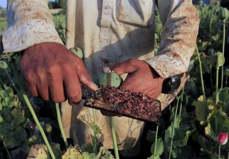 کشت شقایق الیفرا
