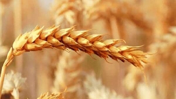 خبر مهم وزارت جهاد کشاورزی برای گندمکاران/ زمان تسویه کامل مطالبات گندمکاران اعلام شد