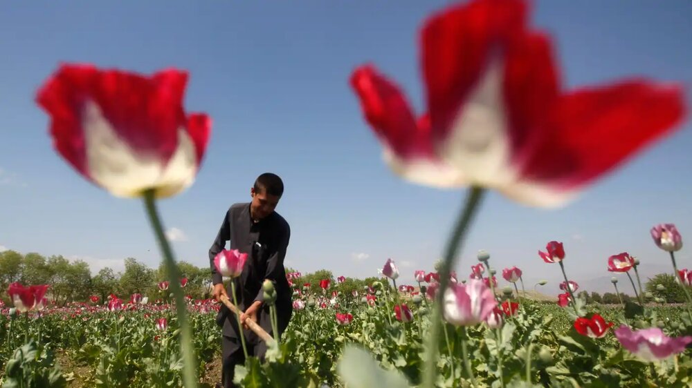 کشت شاهدانه صنعتی و شقایق ایرانی با شرایط تحت کنترل مجاز شد