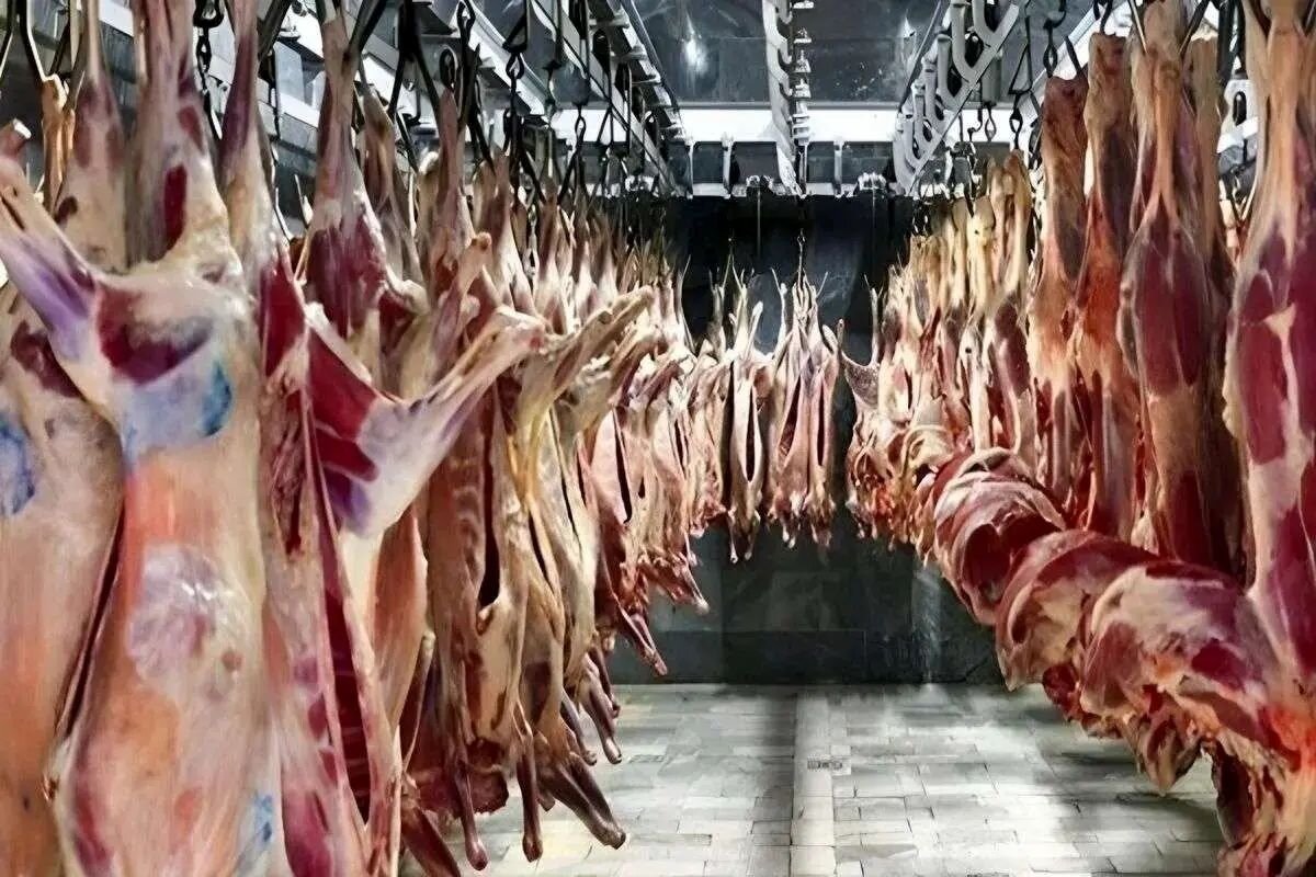 واکنش کاربران به ماجرای عرضه گوشت الاغ و اسب / نظارت را جدی بگیرید